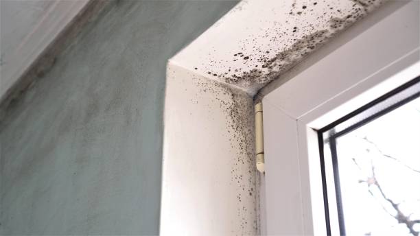 Best Affordable Mold Removal  in Petersburg, WV