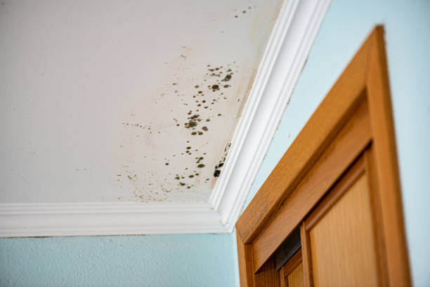 Trusted Petersburg, WV Mold Removal Experts