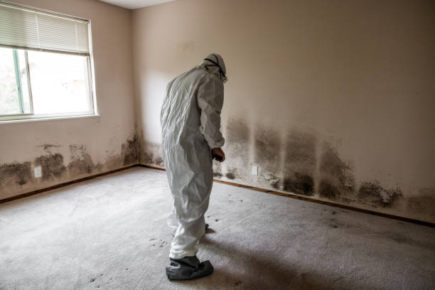 Best Attic Mold Removal  in Petersburg, WV