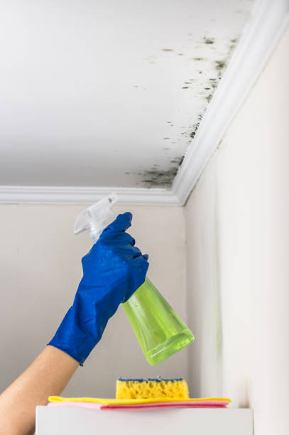 Best Mold Removal Near Me  in Petersburg, WV